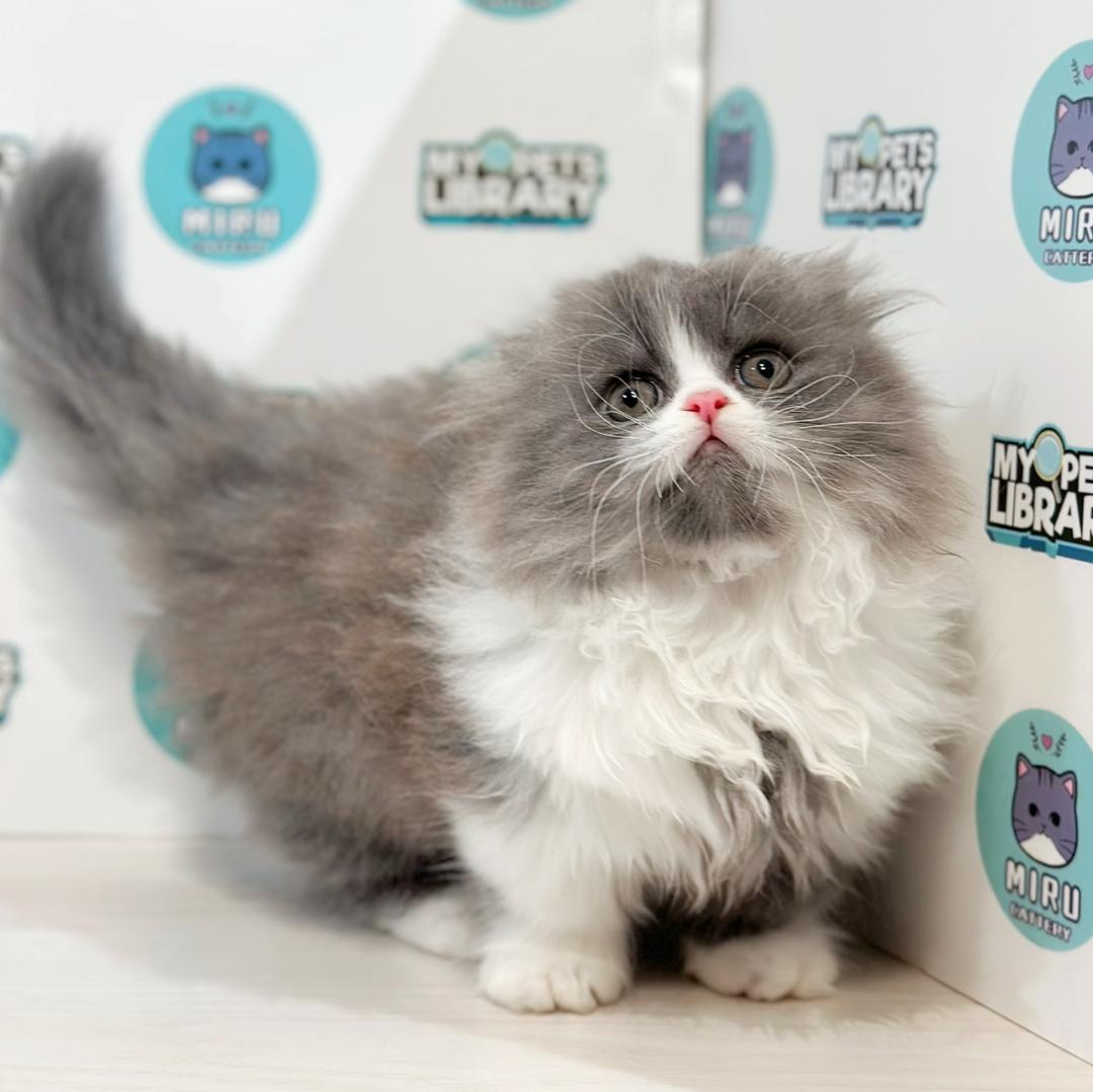 Super Short Minuet Napoleon Kitten