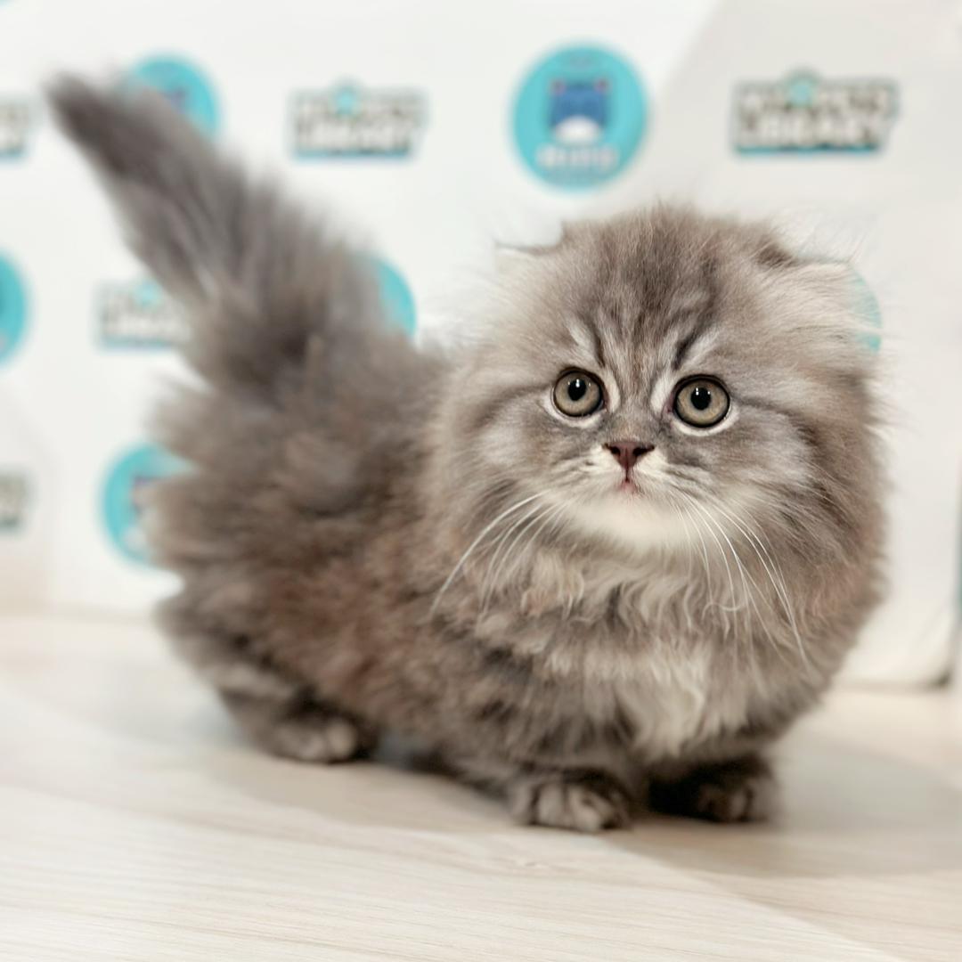 Super Short Minuet Napoleon Kitten