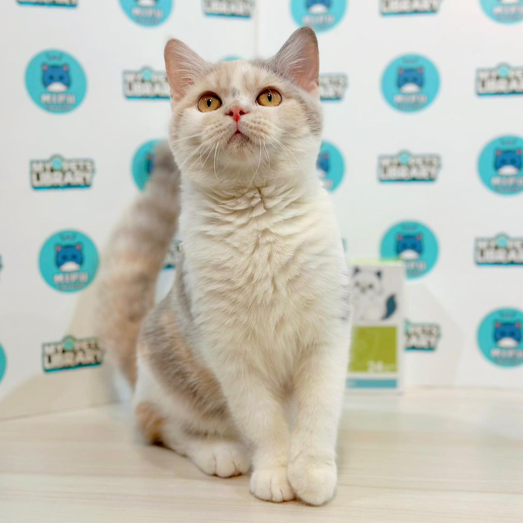 British Shorthair Kitten