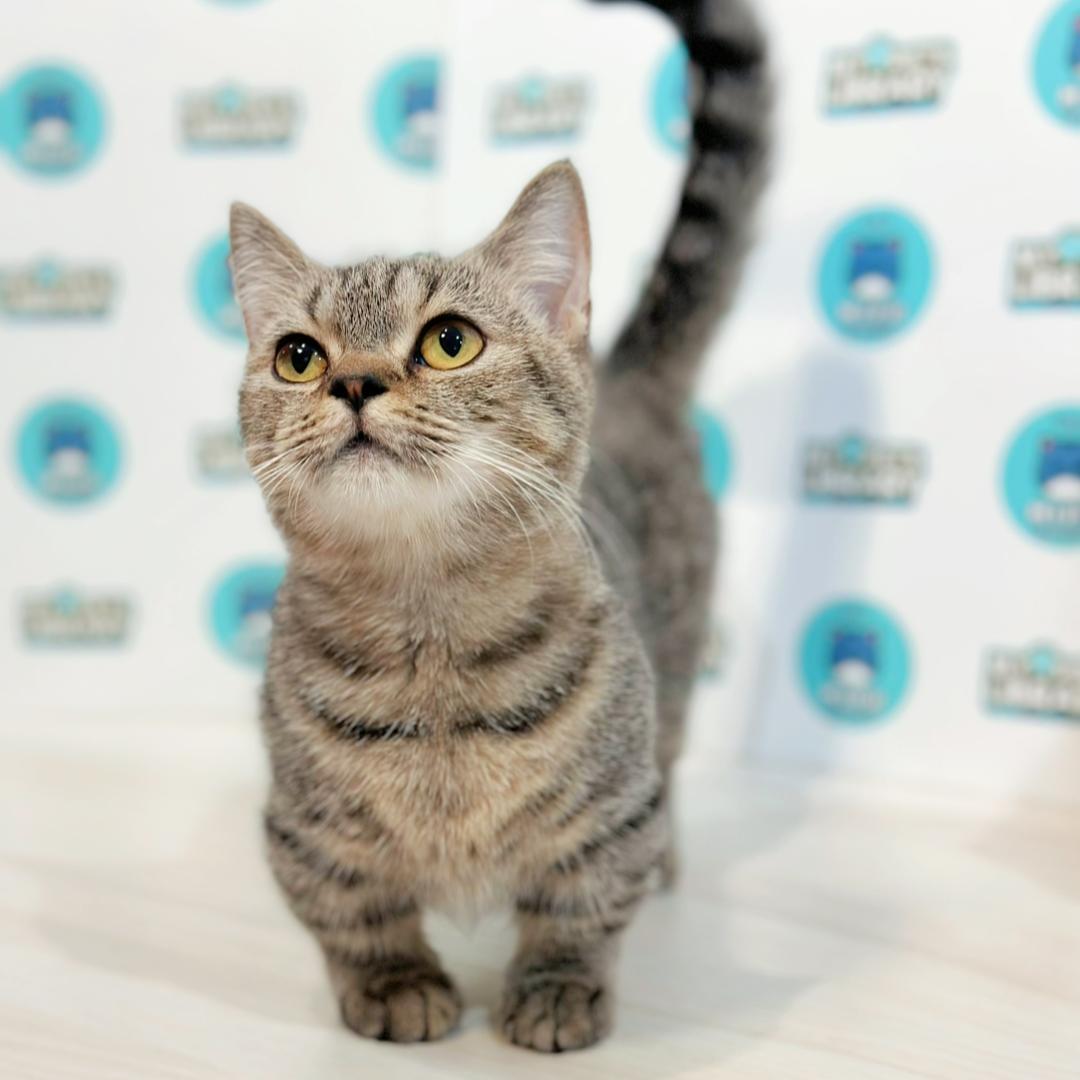 Super Short Munchkin British Shorthair Kitten