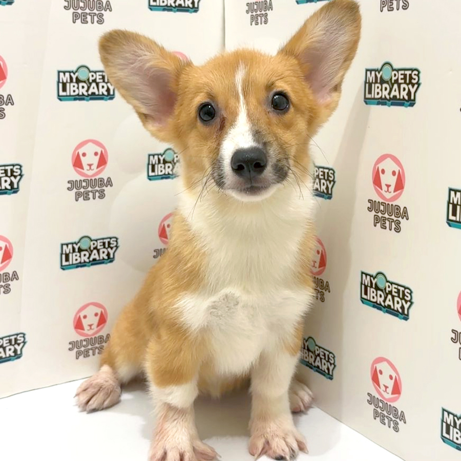 Welsh Corgi Puppy