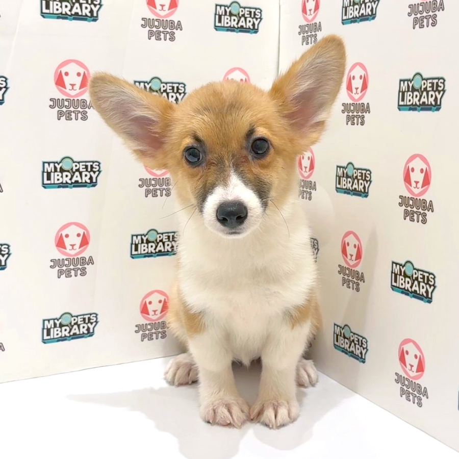 Welsh Corgi Puppy