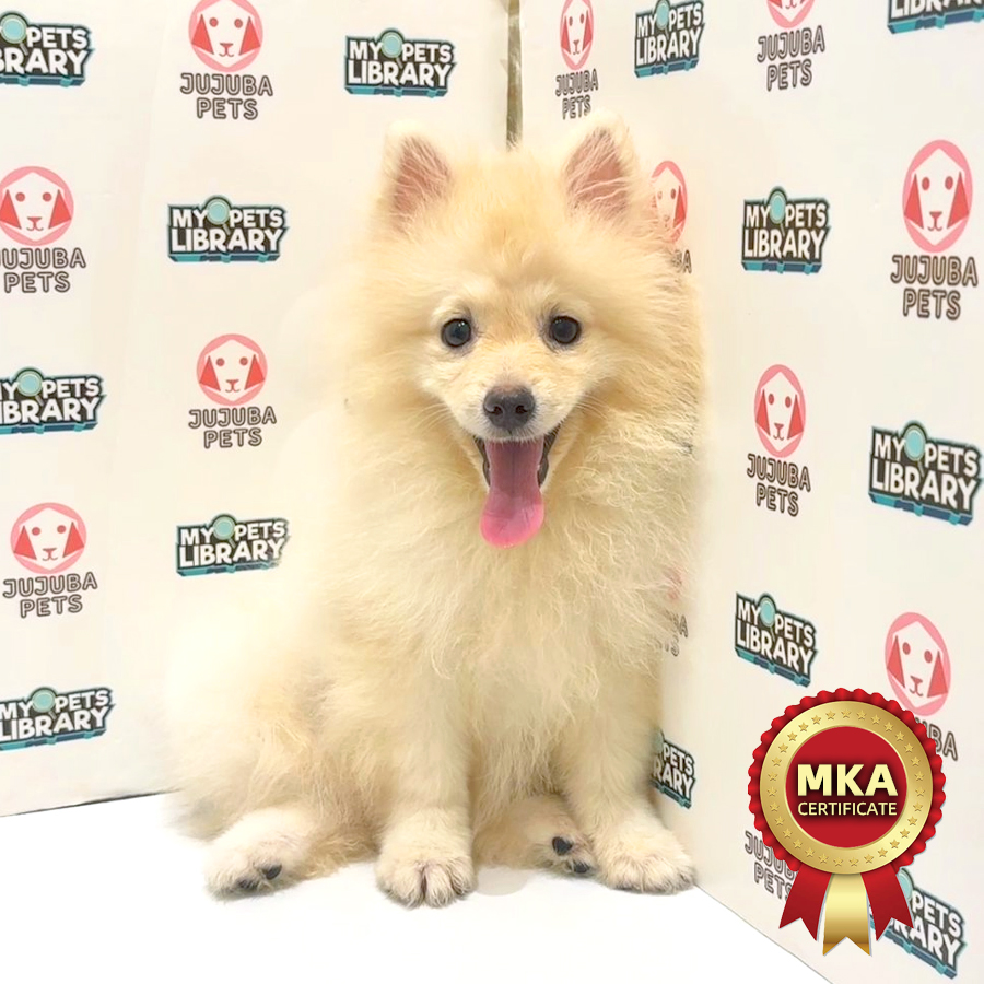 MKA Pomeranian Puppy