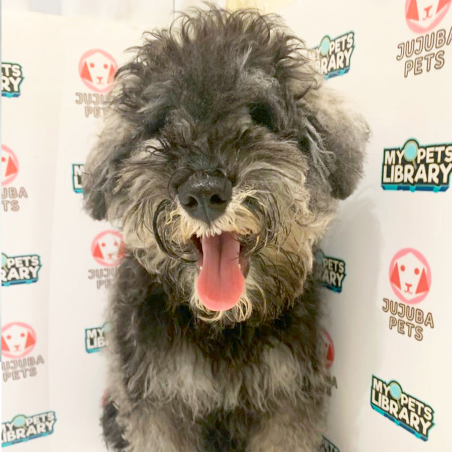 Schnauzer Puppy