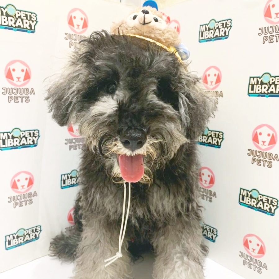 Schnauzer Puppy