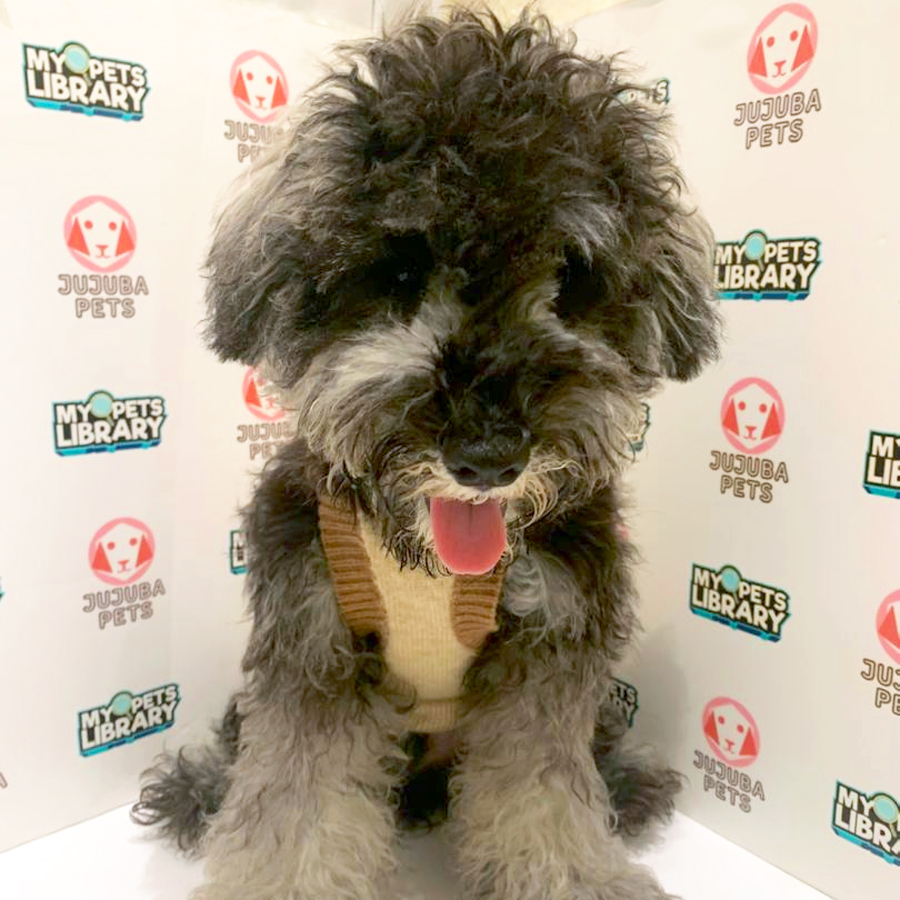 Schnauzer Puppy