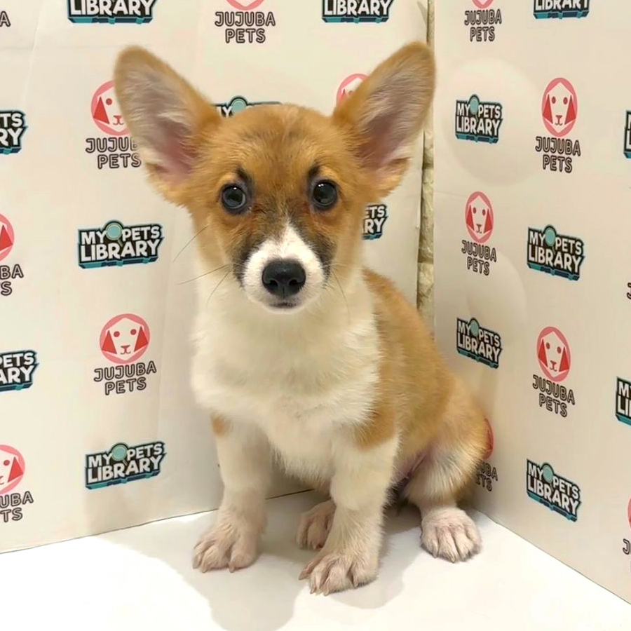 Welsh Corgi Puppy