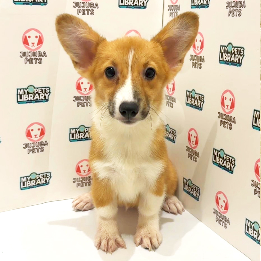 Welsh Corgi Puppy