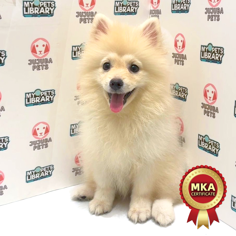 MKA Pomeranian Puppy