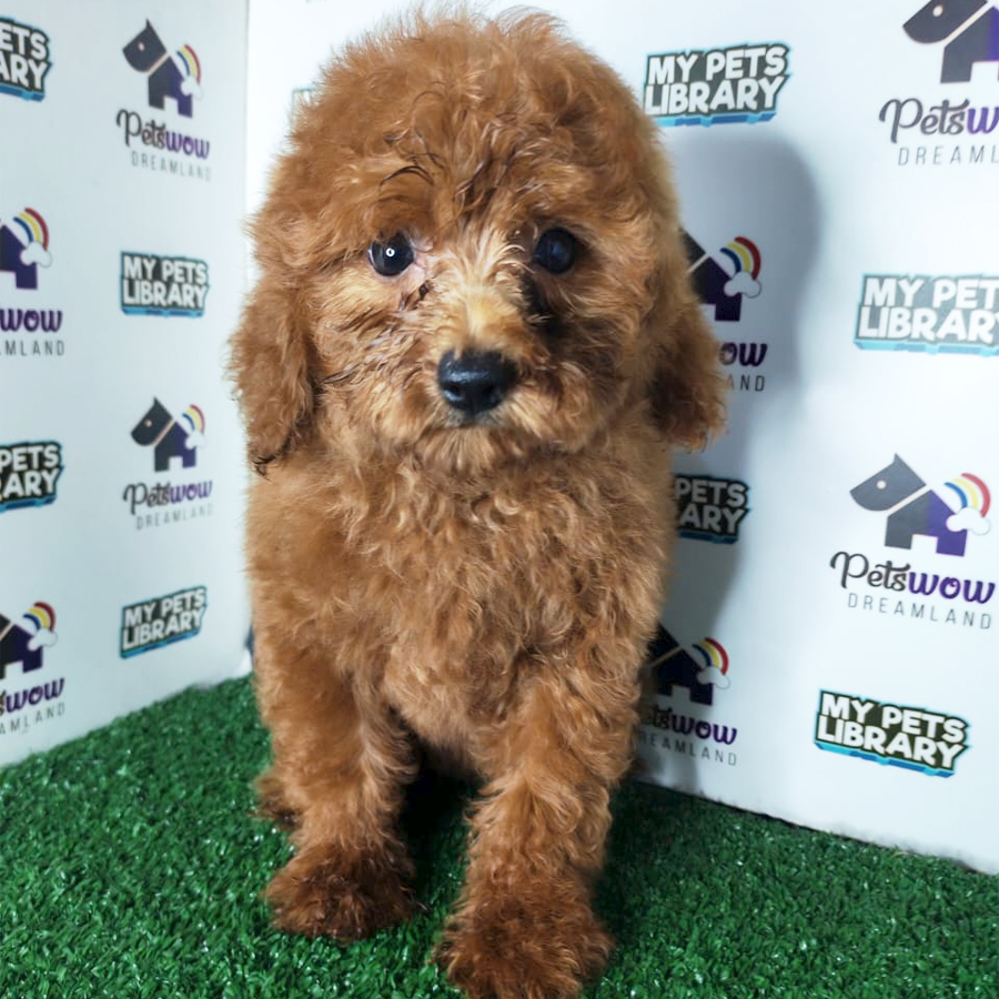 Miniature Poodle Puppy