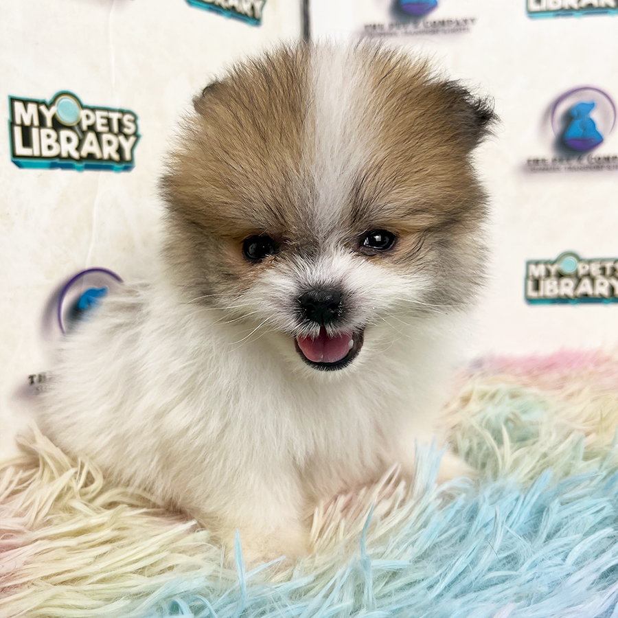 Pomeranian Puppy