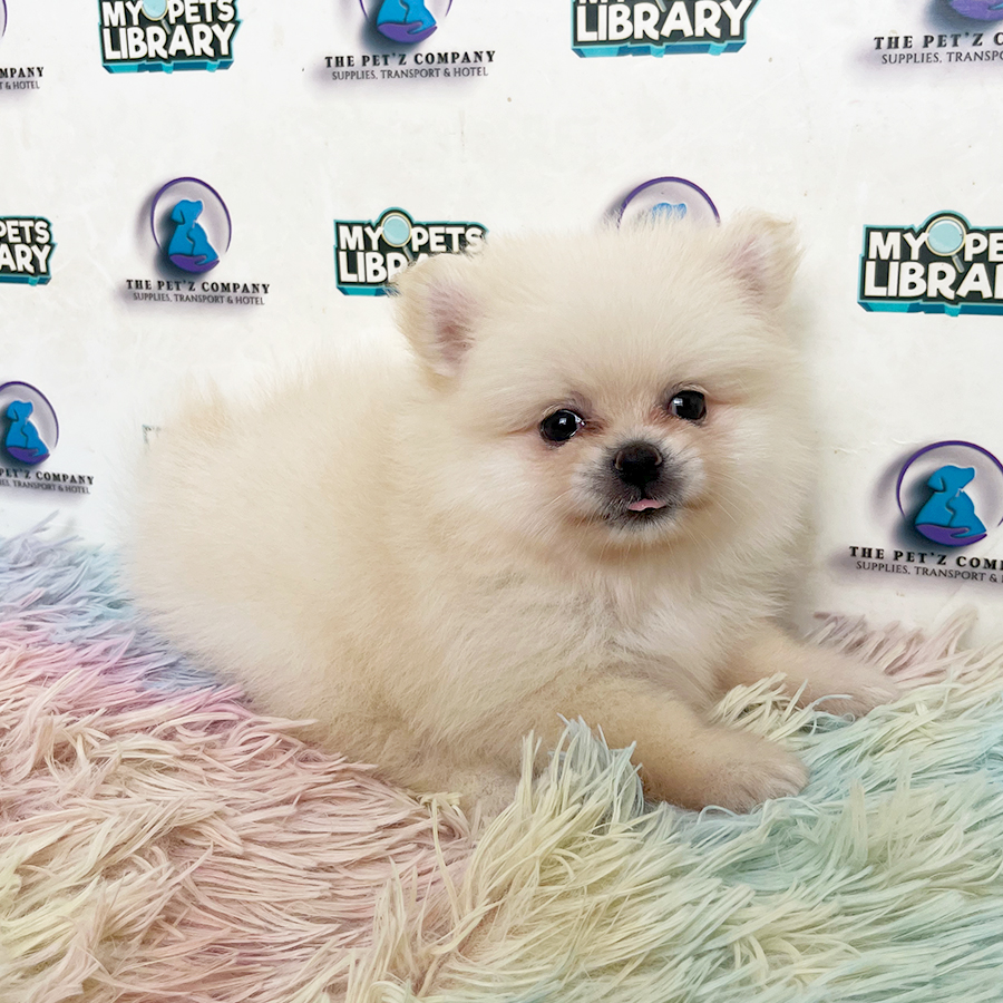 Pomeranian Puppy