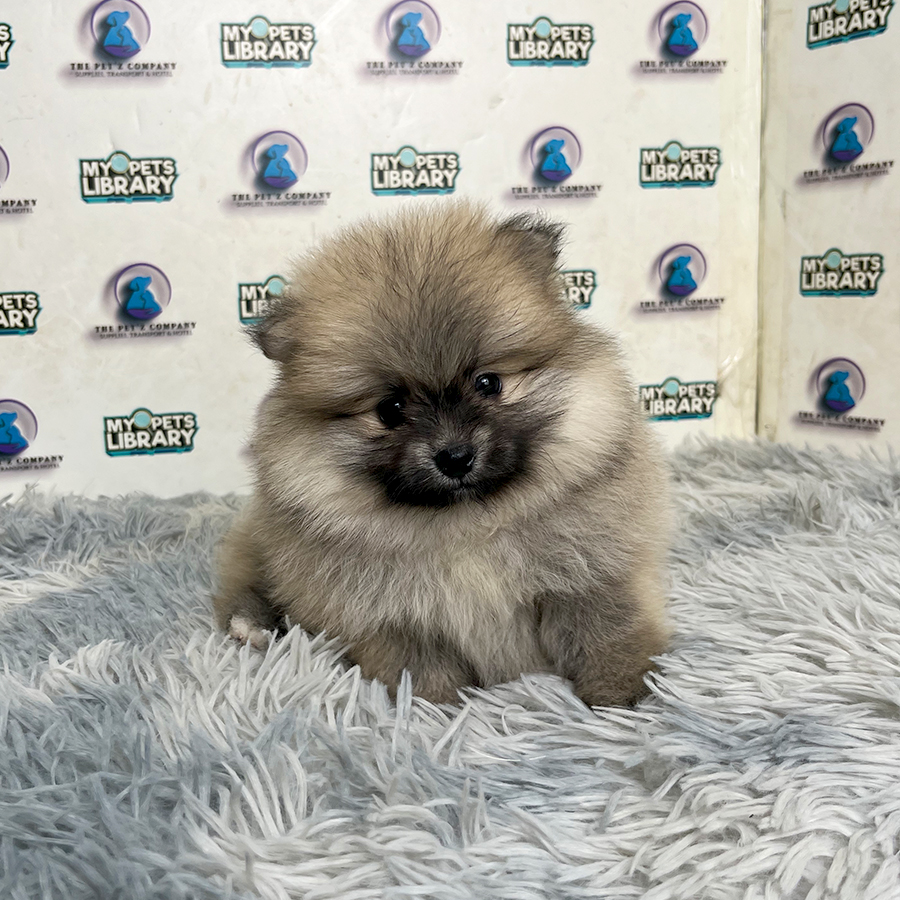 Pomeranian Puppy