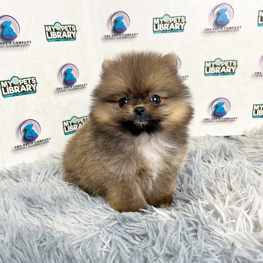 Pomeranian Puppy