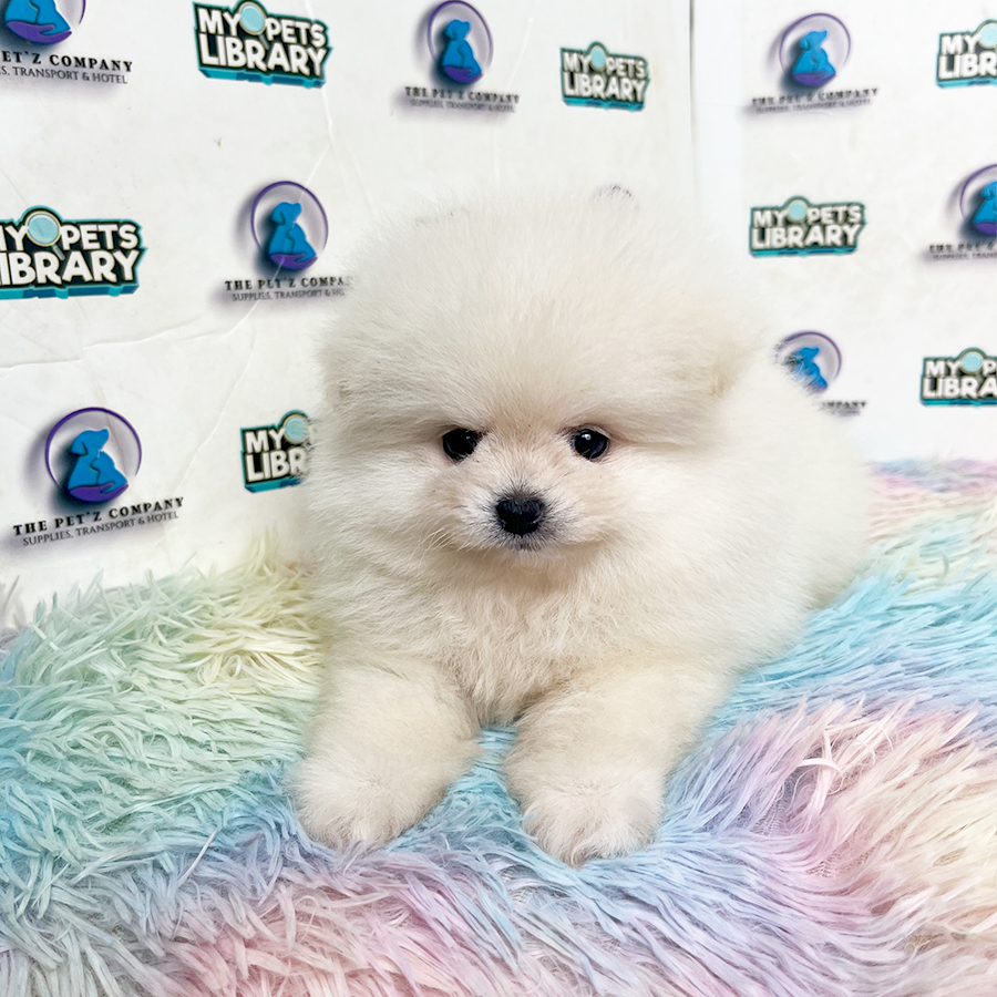 Pomeranian Puppy