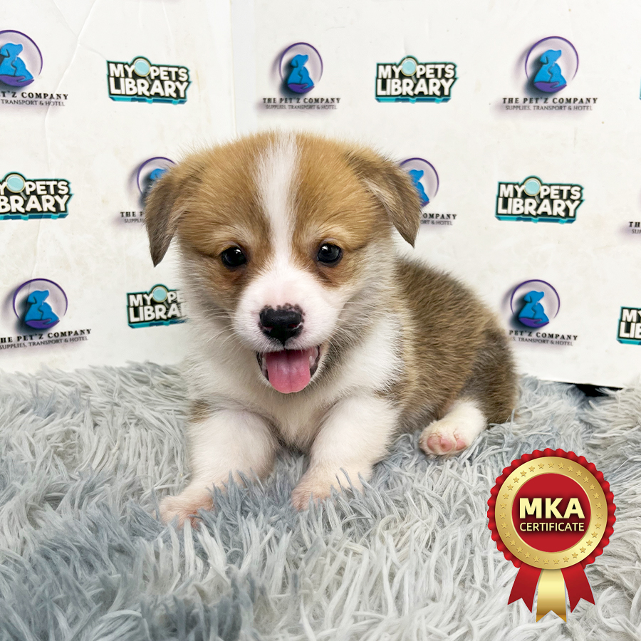 MKA Welsh Corgi Puppy