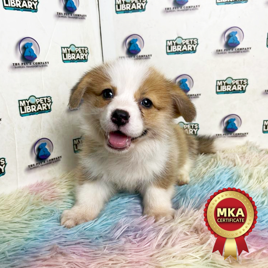 MKA Long Coat Welsh Corgi Puppy