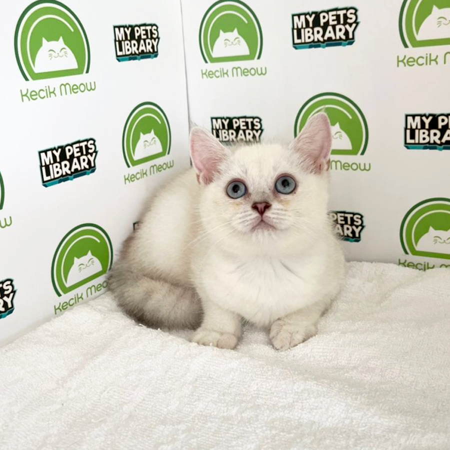 British Shorthair Kitten