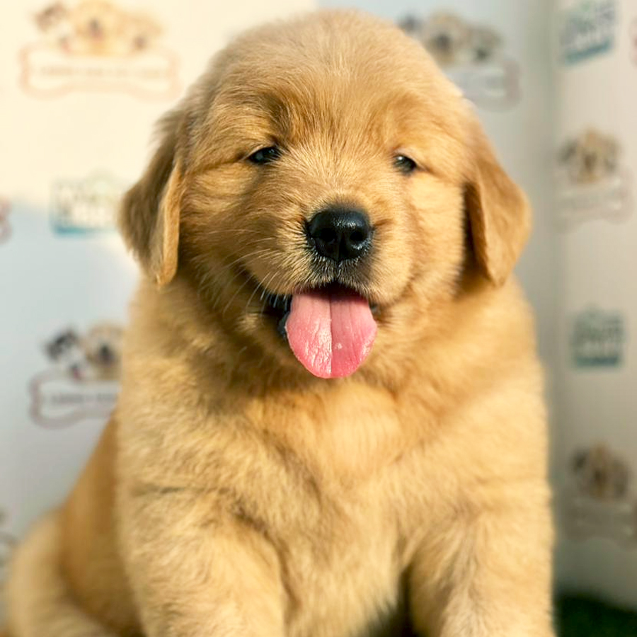 Golden Retriever Puppy