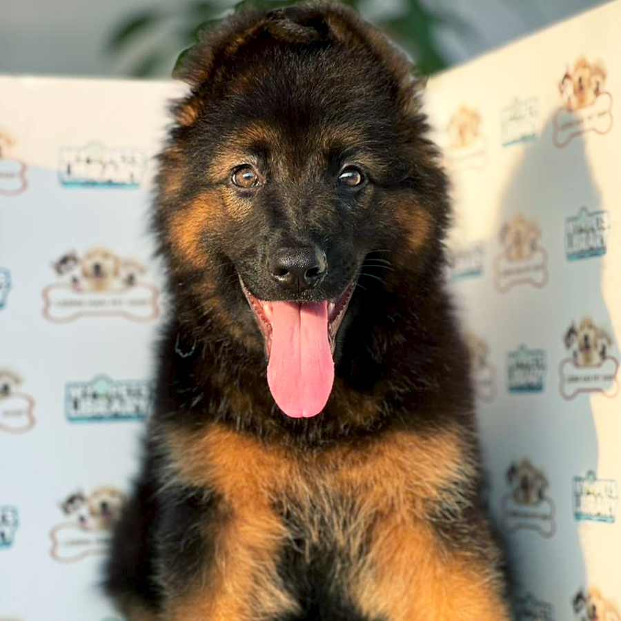 German Shepherd Puppy