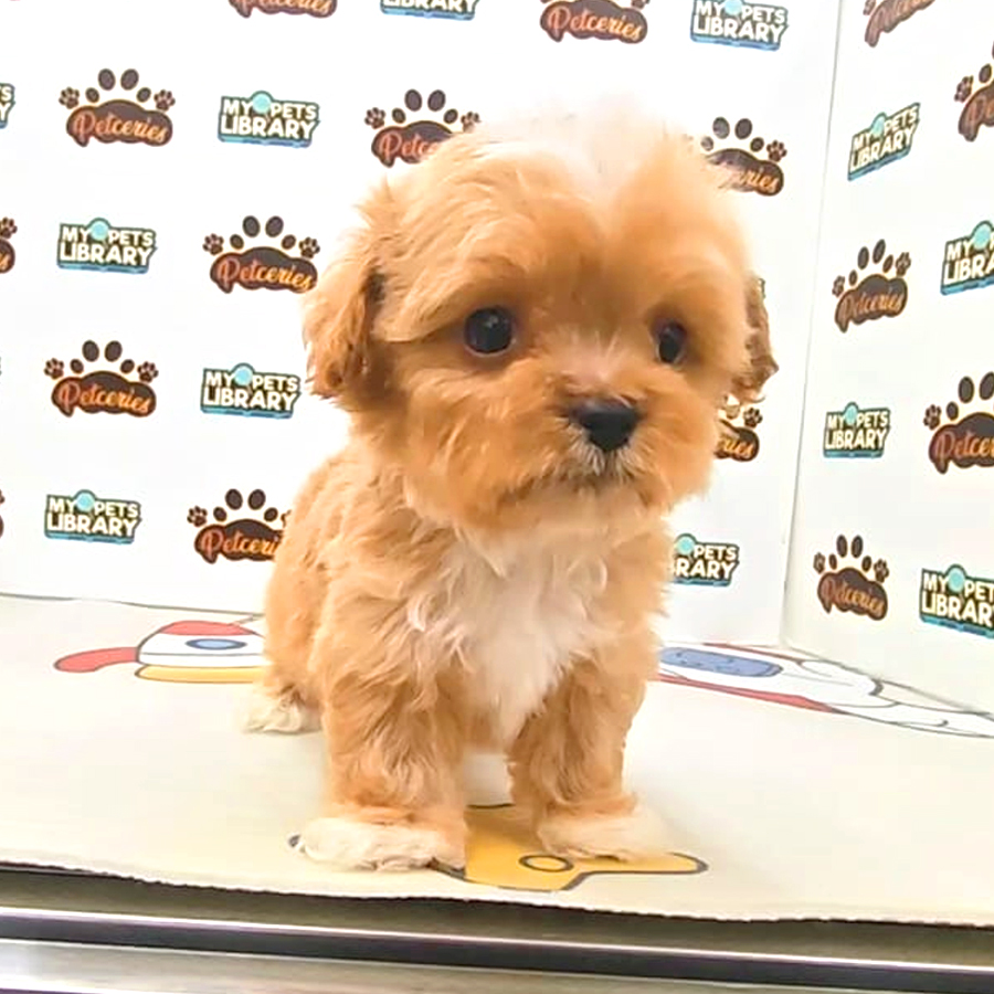 Tiny Maltipoo Puppy