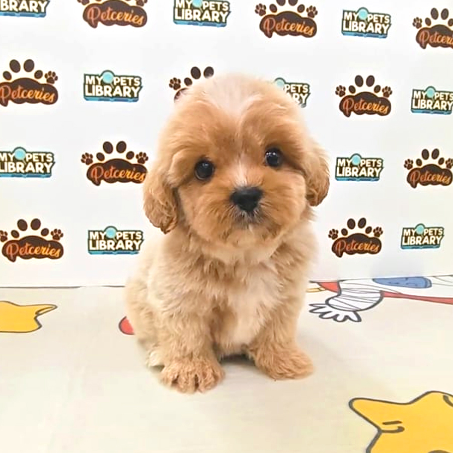 Tiny Maltipoo Puppy