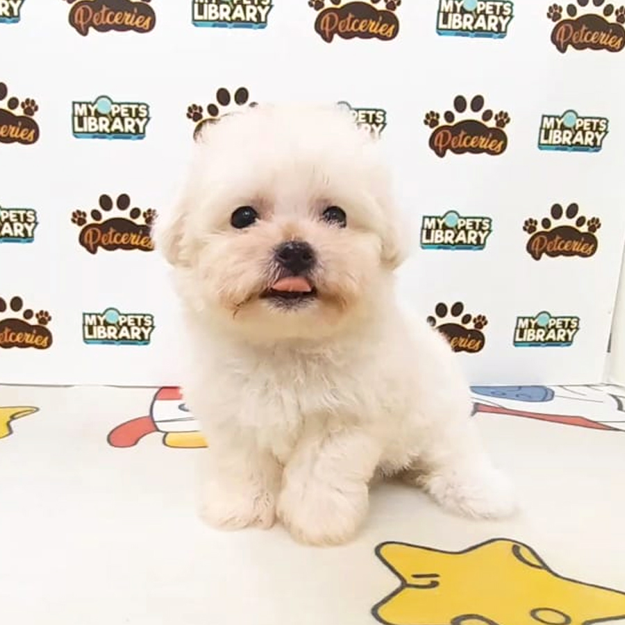 Tiny Bichon Frise Puppy