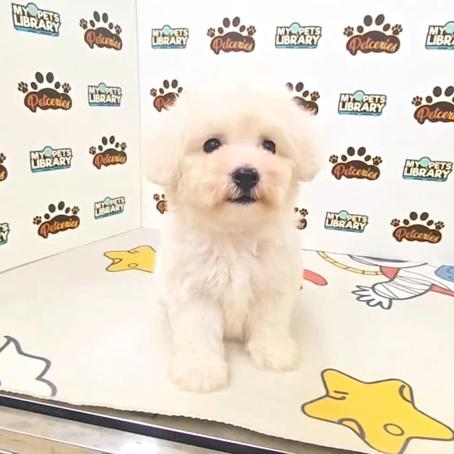 Tiny Bichon Frise Puppy