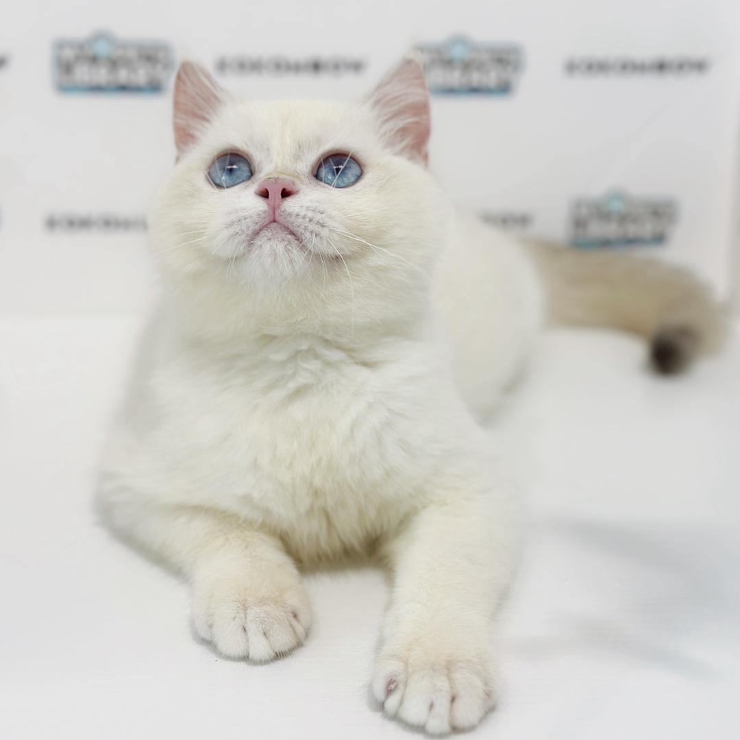 British Shorthair Kitten
