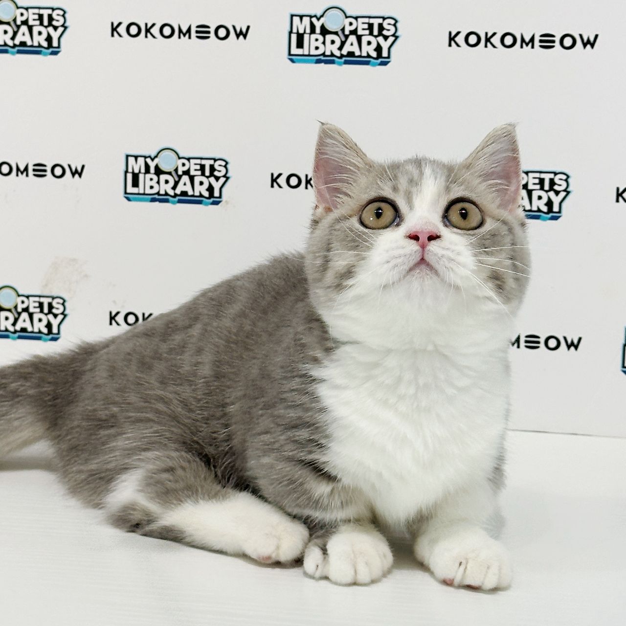 Super Short Munchkin British Shorthair Kitten