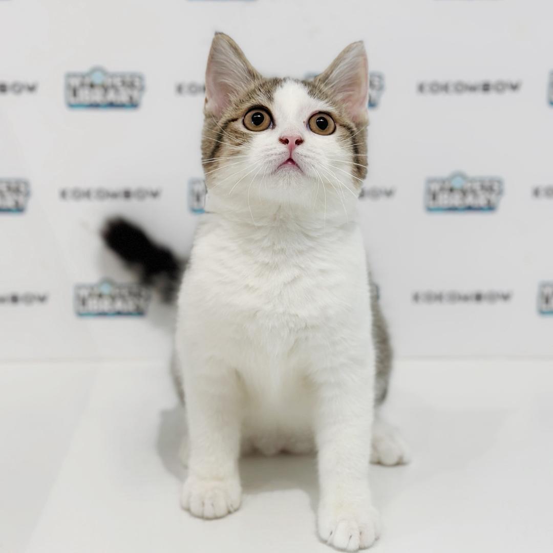 Scottishstraight Kitten