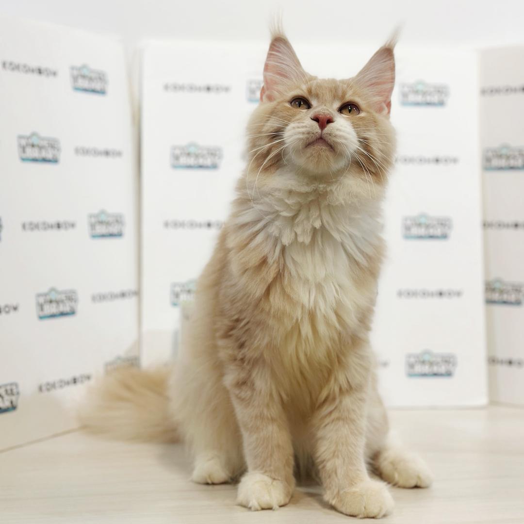 Maine Coon Kitten
