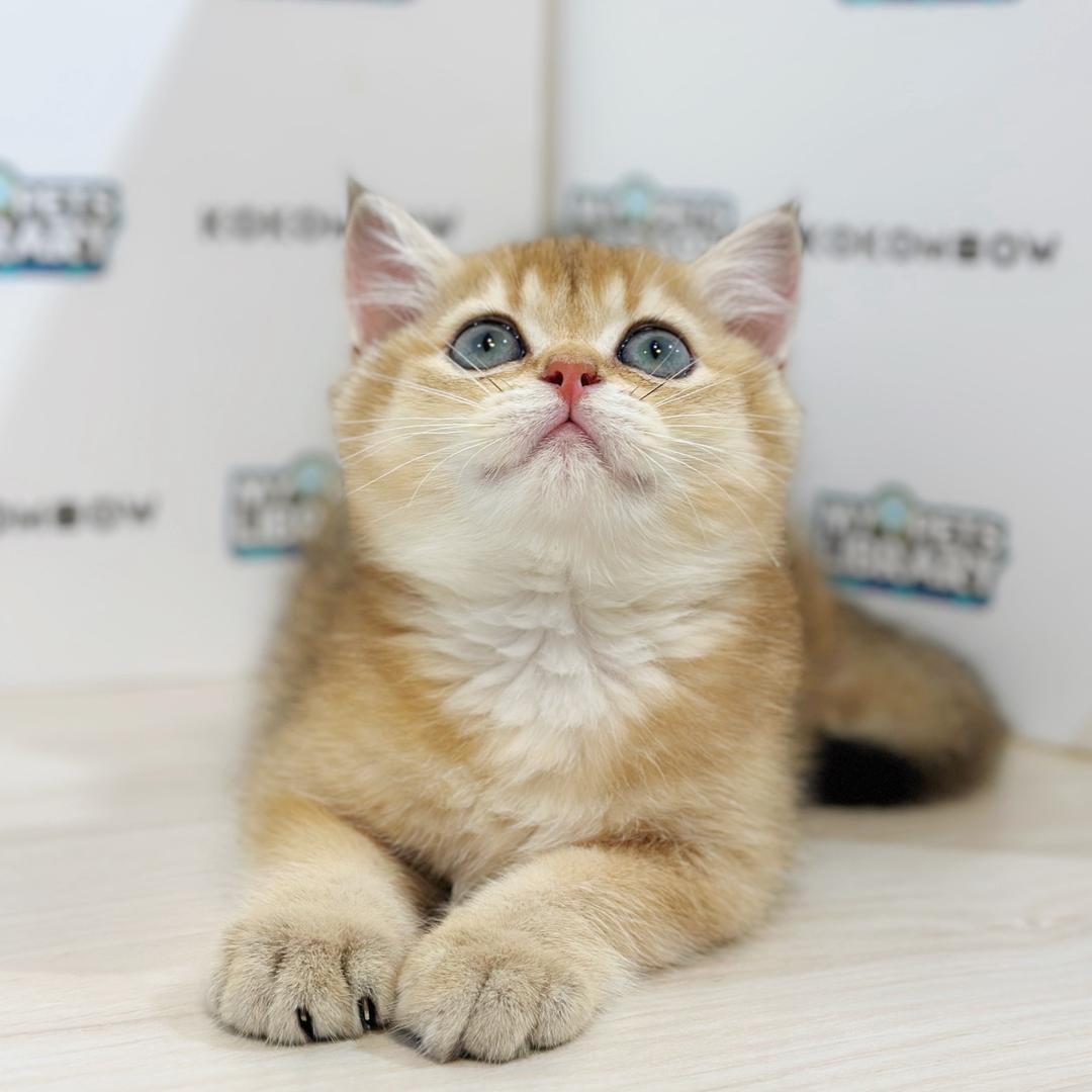 British Shorthair Kitten