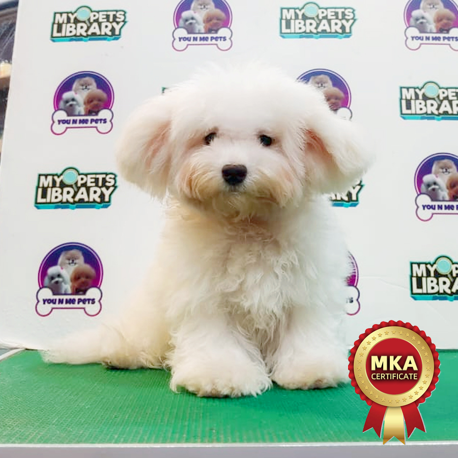MKA Bichon Frise Puppy