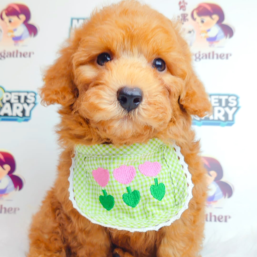 Toy Poodle Puppy
