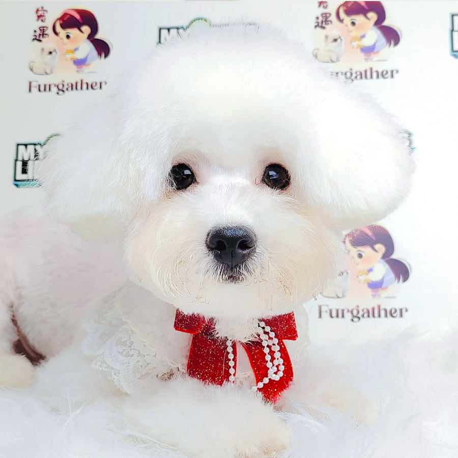 Bichon Frise Puppy