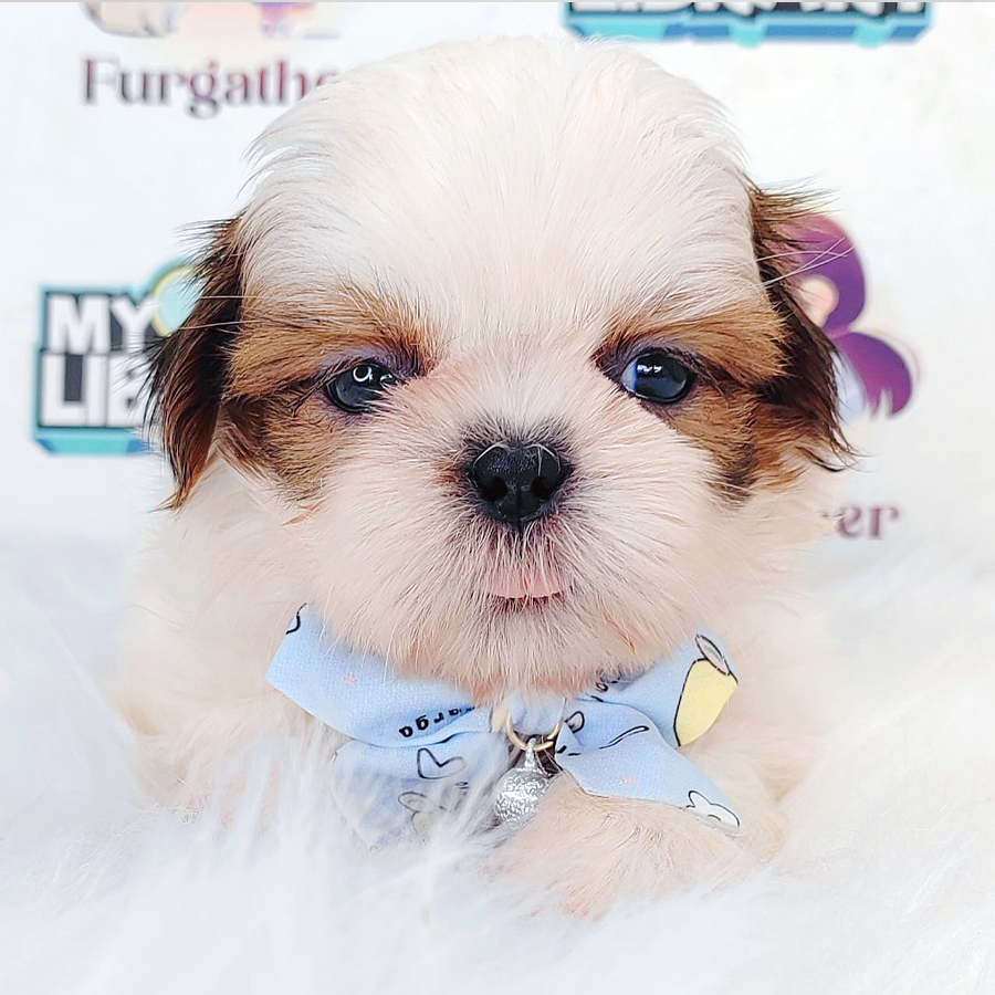 Shih Tzu Puppy