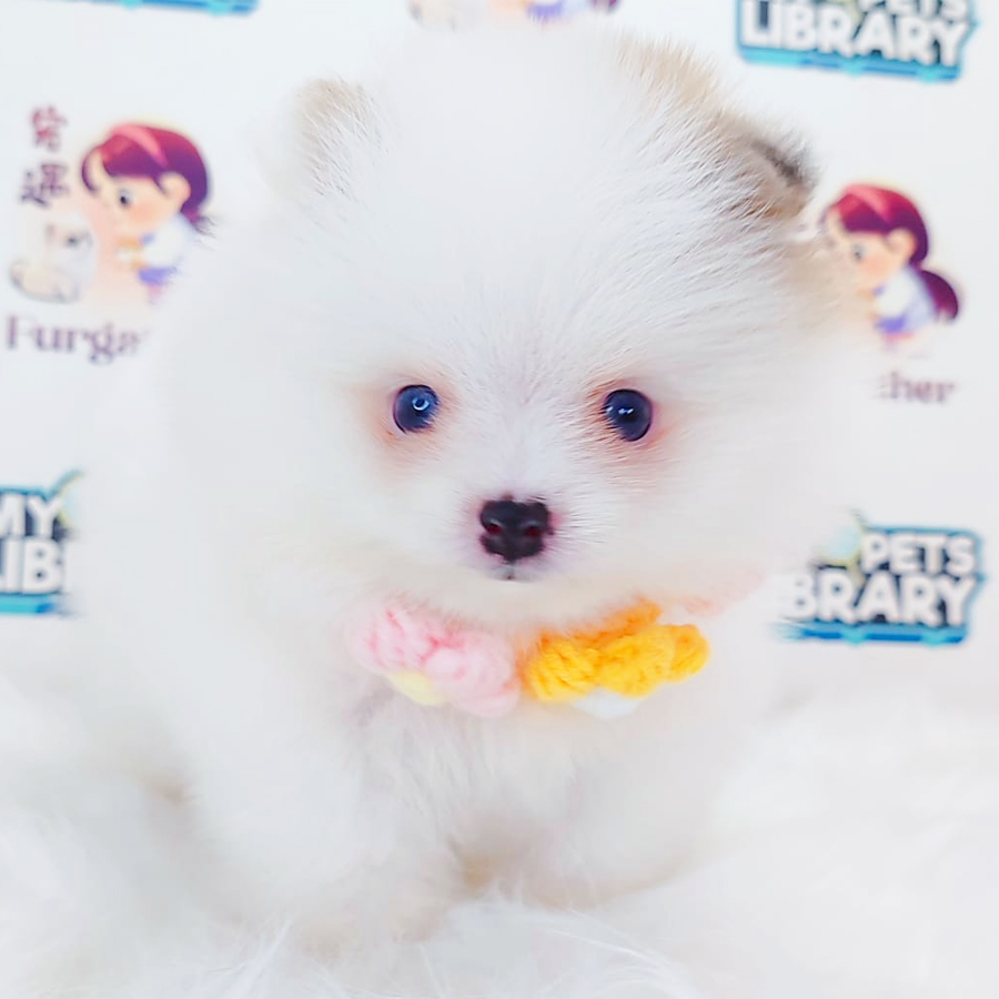 Pomeranian Puppy