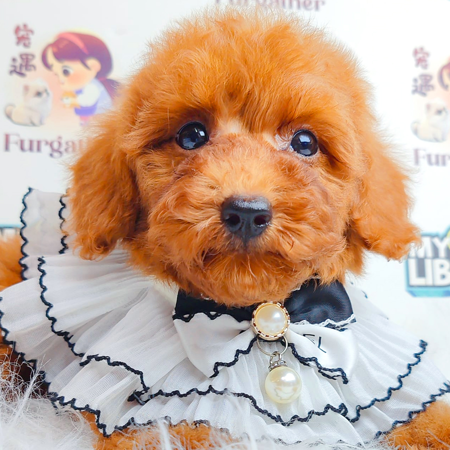 Toy Poodle Puppy