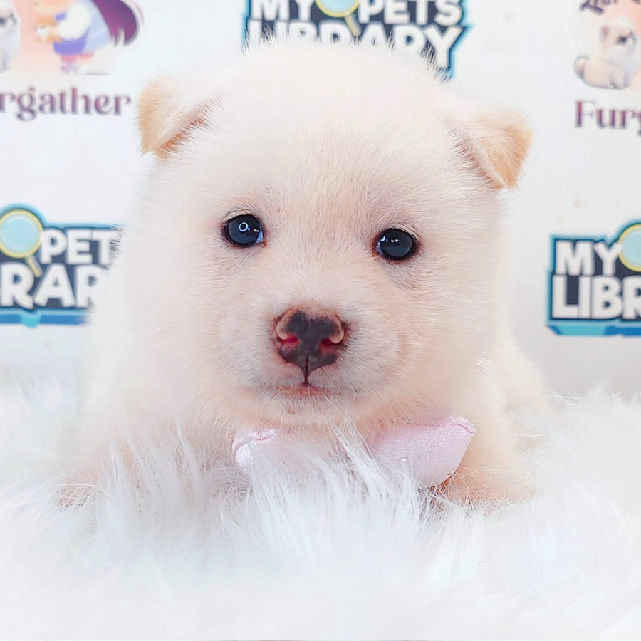 Shiba Inu Puppy