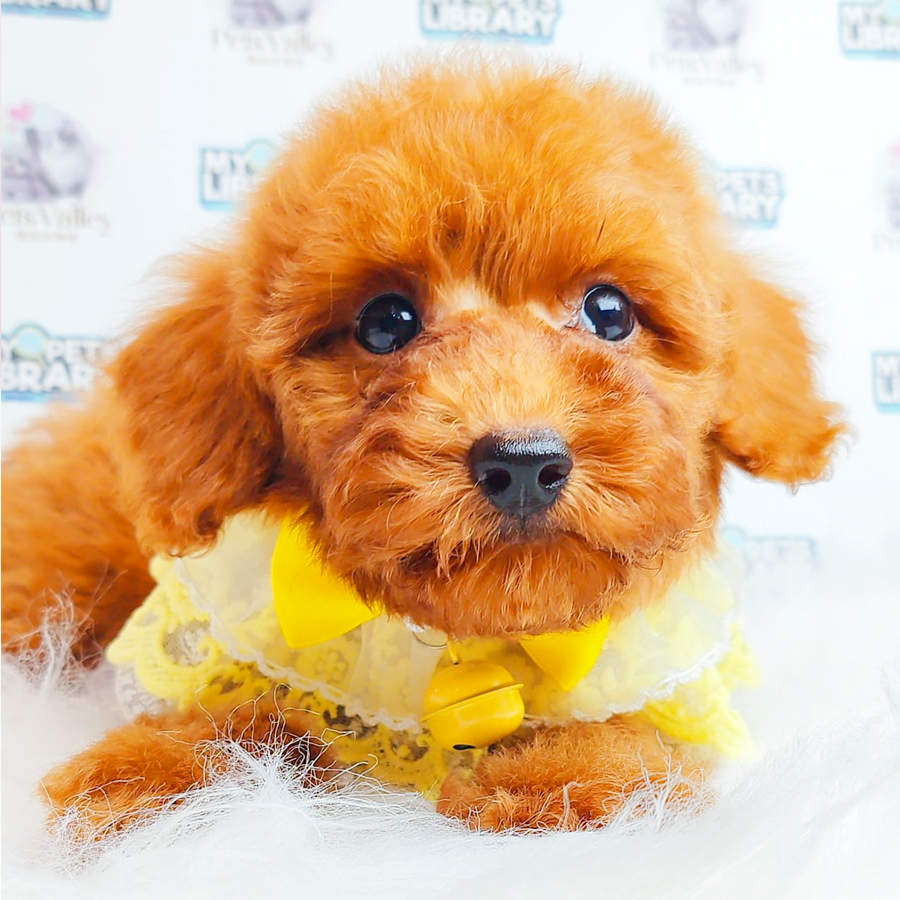 Toy Poodle Puppy