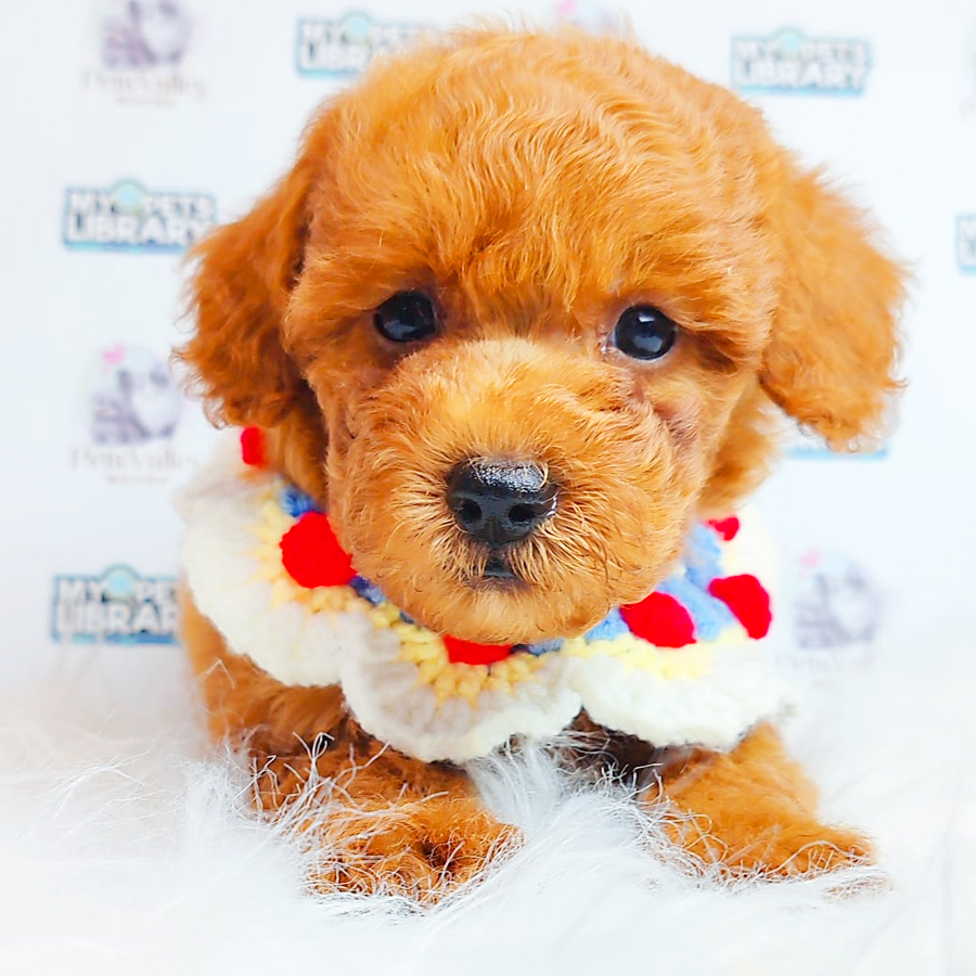 Toy Poodle Puppy