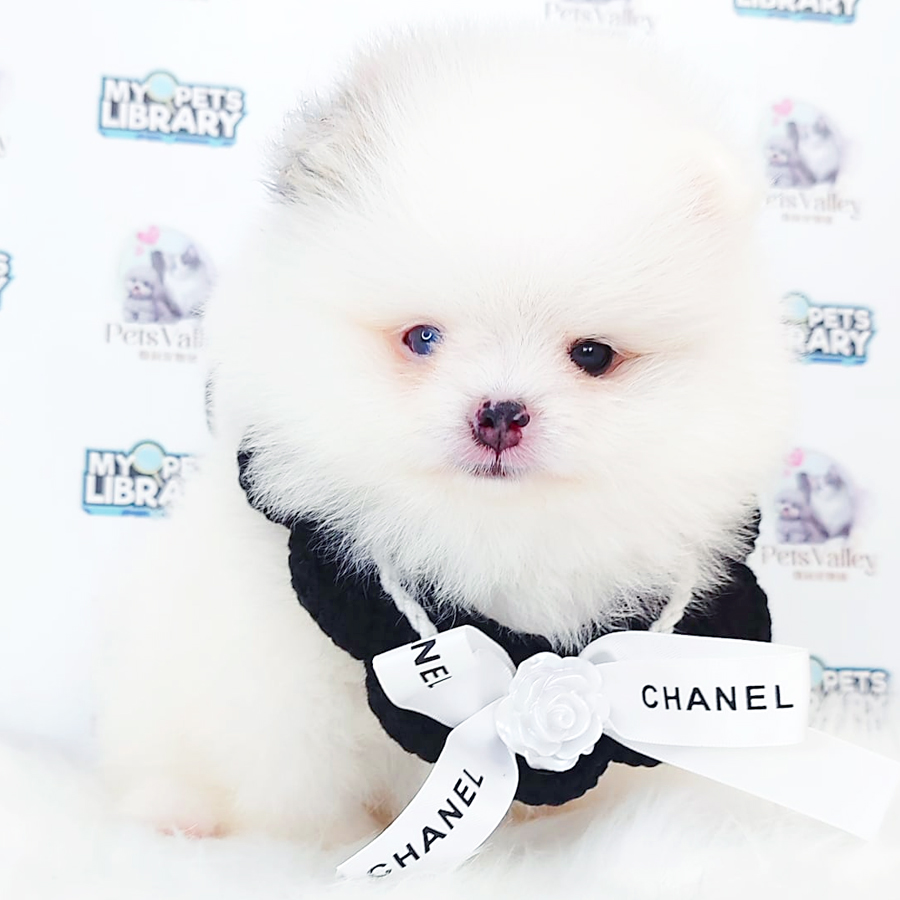 Pomeranian Puppy