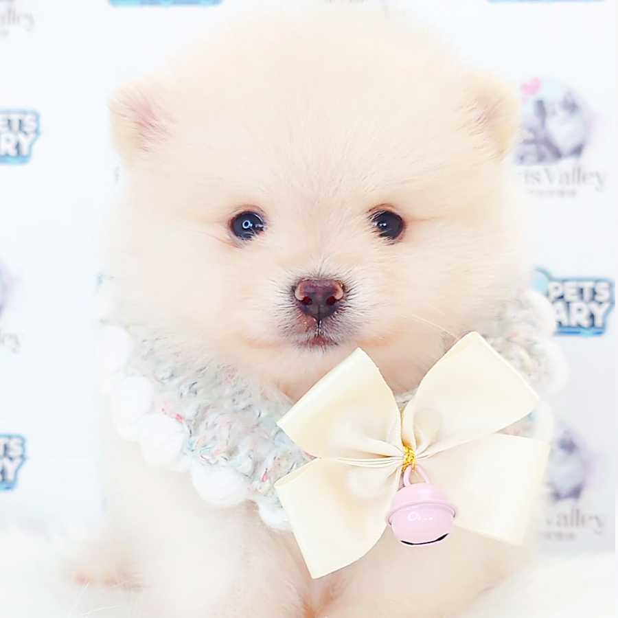 Pomeranian Puppy