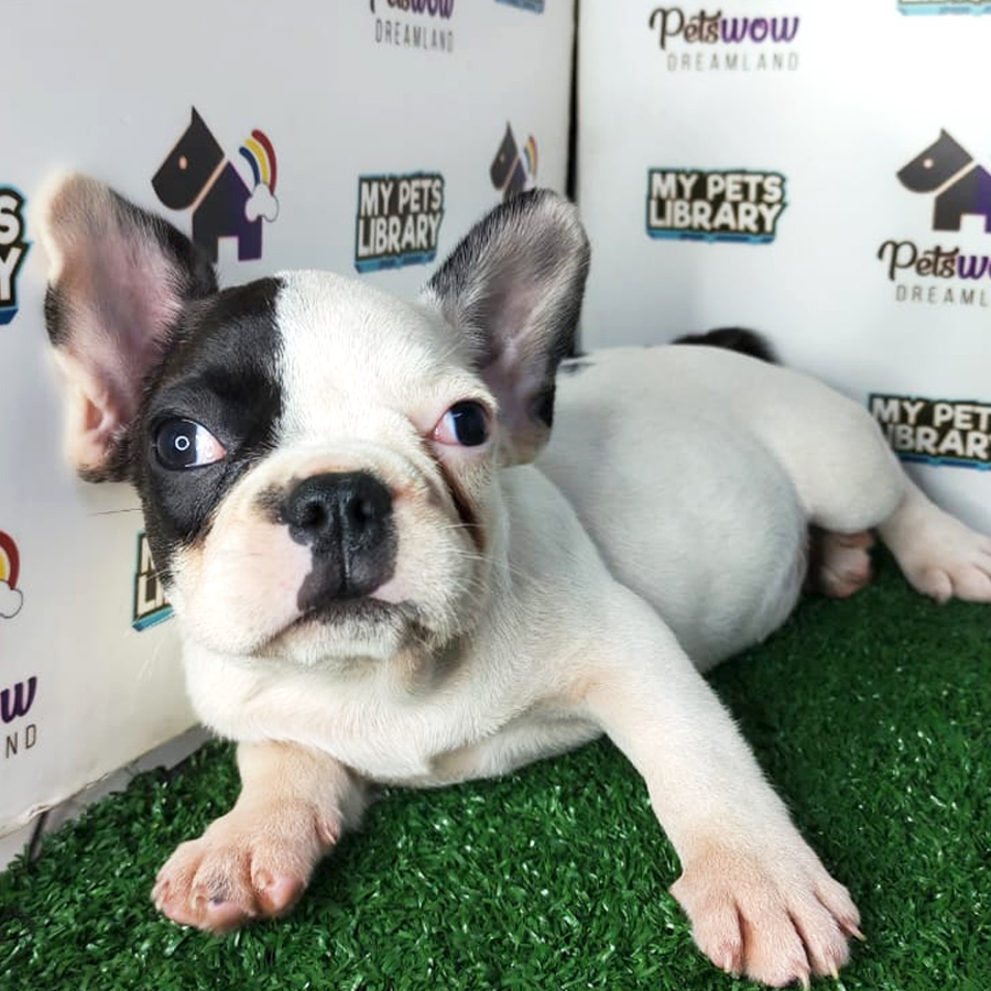 French Bulldog Puppy
