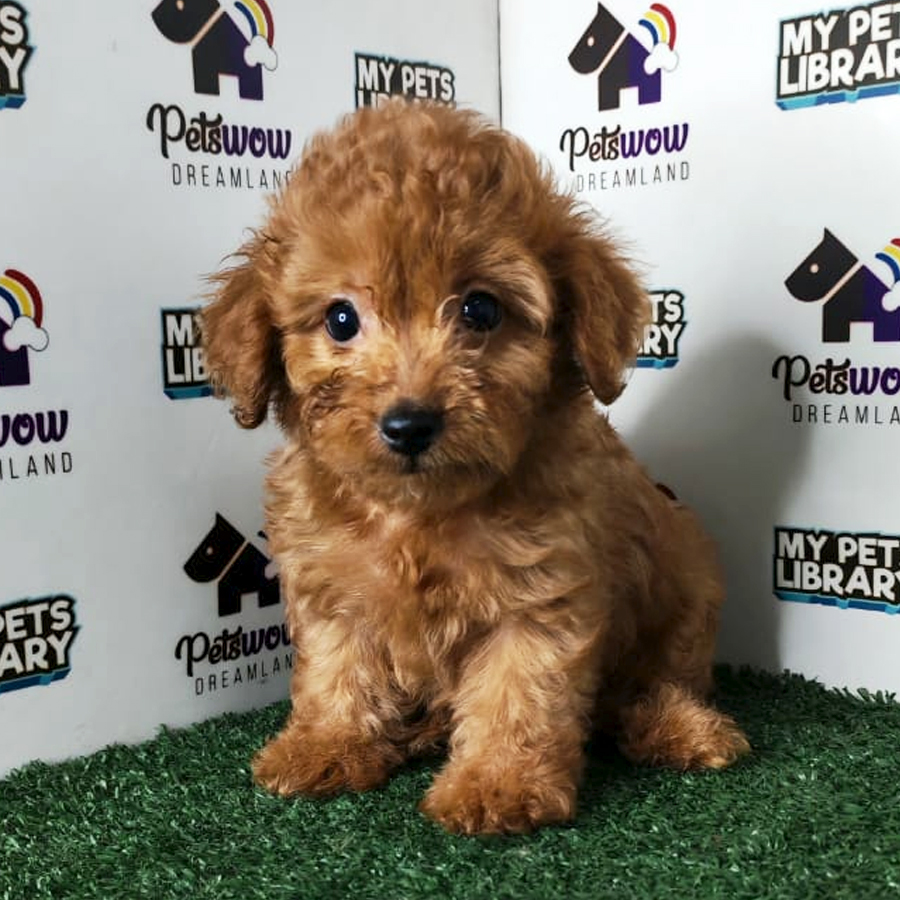 Toy Poodle Puppy