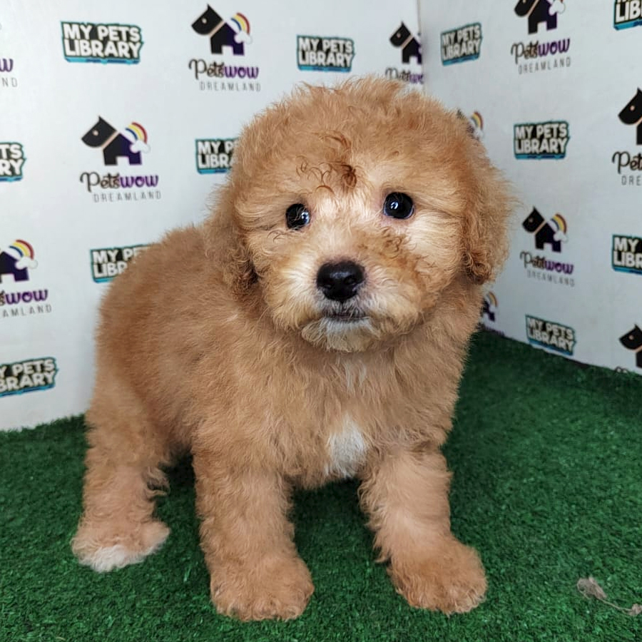 Toy Poodle Puppy
