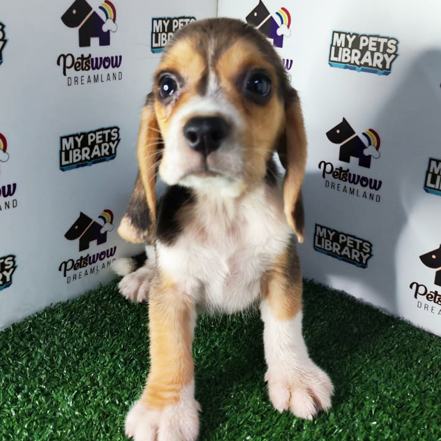 Beagle Puppy