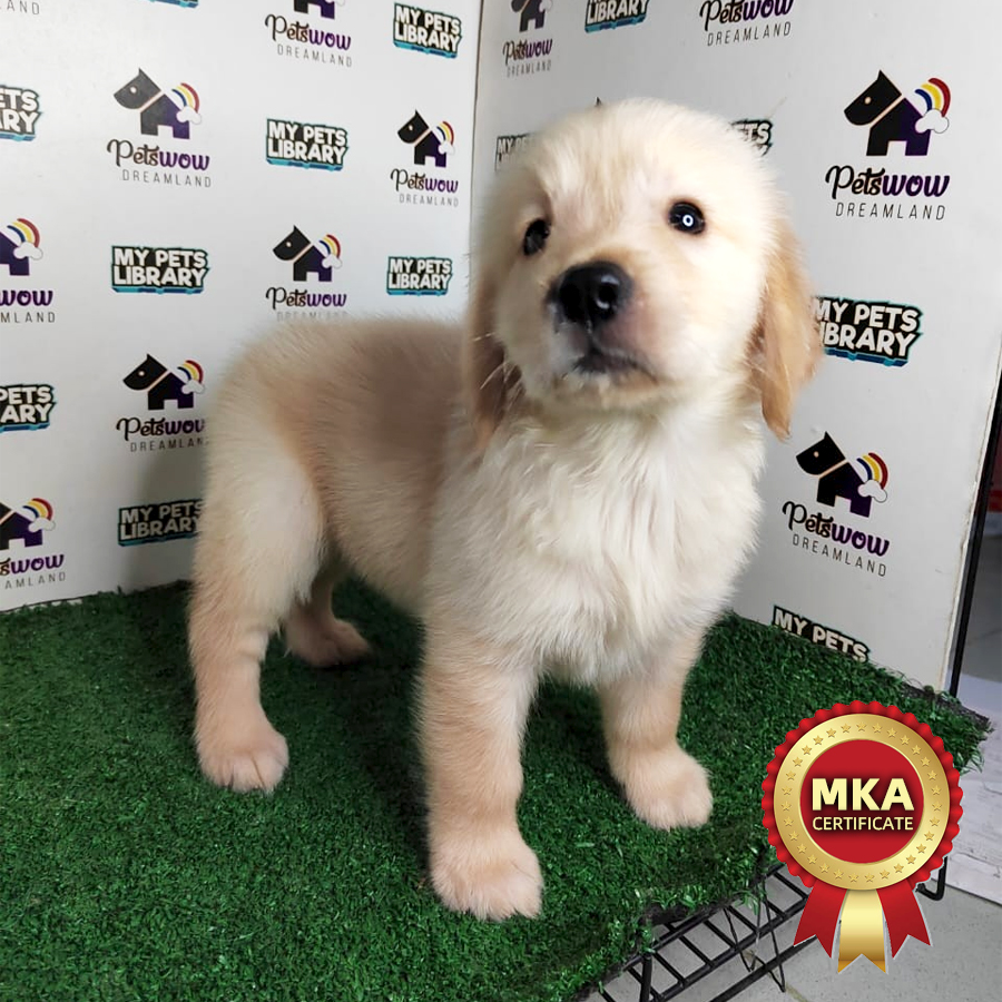 MKA Golden Retriever Puppy