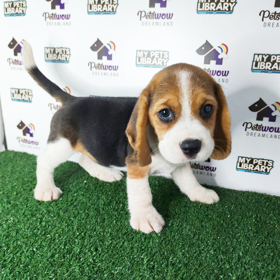Beagle Puppy